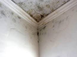 Professional Mold Prevention & Removal  in Gilberts, IL