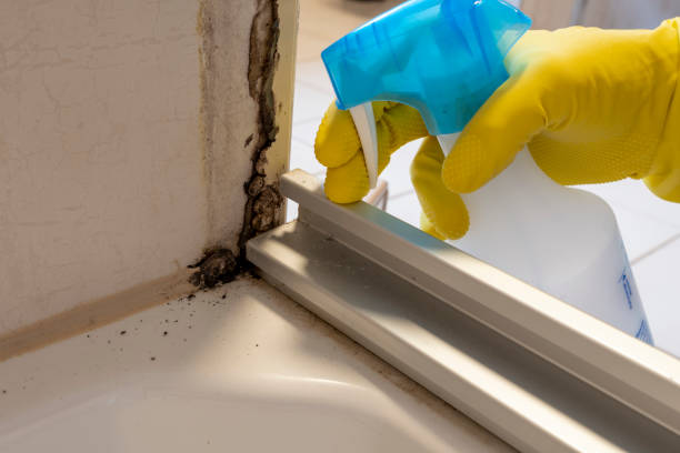 Why You Should Choose Our Mold Remediation Services in Gilberts, IL